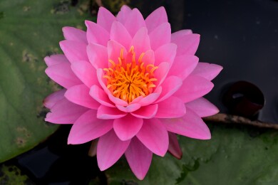 夏日睡莲花绽放 绚丽多姿美如画