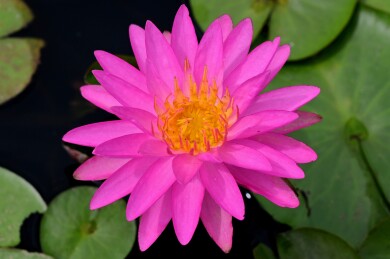夏日睡莲花绽放 绚丽多姿美如画