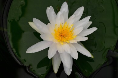 夏日睡莲花绽放 绚丽多姿美如画