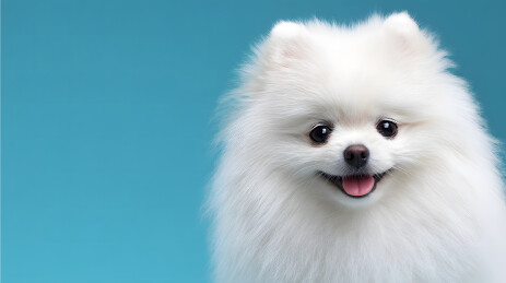 白色博美犬微笑特写