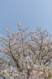 湛蓝天空下开花的树