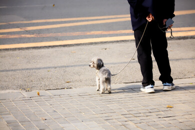 马路上宠物狗与主人，城市生活文明养犬牵绳