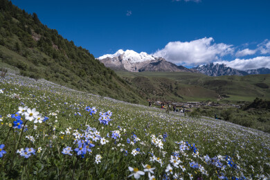 川西甘孜县格聂雪山花海自然美景