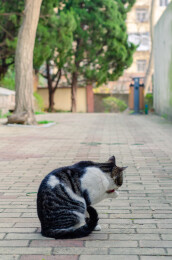 猫咪舔爪背影照