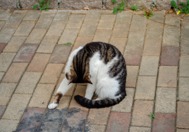 猫咪舔毛日常瞬间