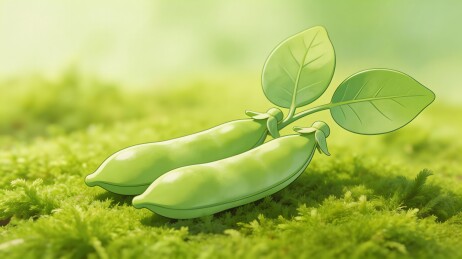 绿色豌豆荚生长于苔藓之上