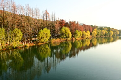 秋日户外旅行水杉环湖彩林镜面湖景