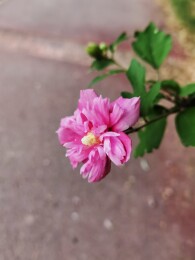 夹竹桃 木槿 天人菊