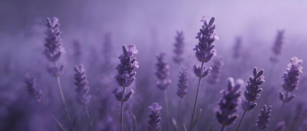 薰衣草花田紫色迷雾风光