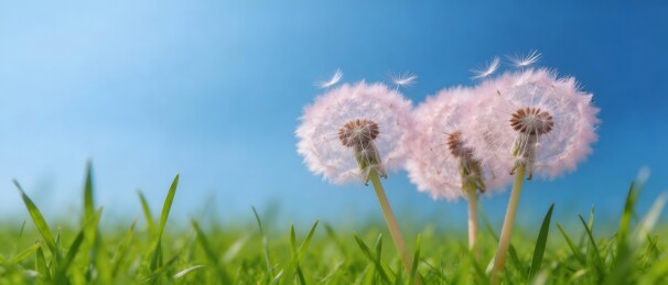 蓝天下绿色草地中的蒲公英绒球