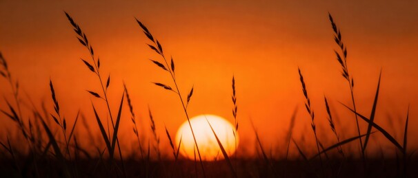 夕阳下草穗剪影与落日同框