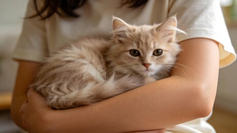 主人怀中蜷缩的浅色长毛小猫