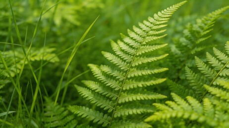 蕨类植物叶片自然生长特写
