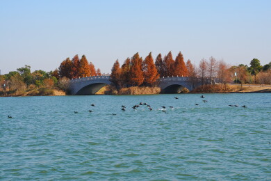 黄泗浦湿地的水鸟