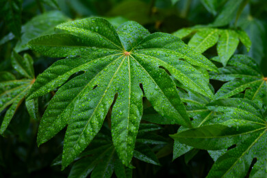 雨珠八角金盘叶子