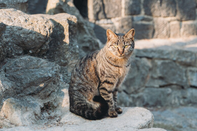 夕阳下的狸花猫