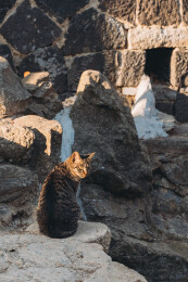 夕阳下的狸花猫