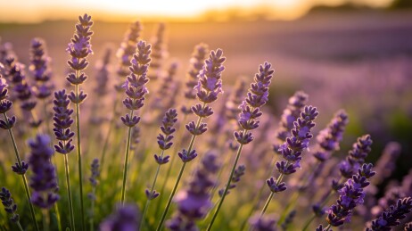 金色夕阳下的薰衣草花田