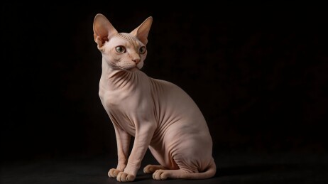 一只无毛猫端坐在暗色背景前