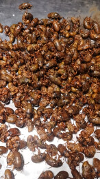大量油炸蝉蛹堆叠在金属盘上