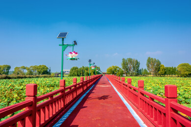 中国山东济宁微山岛微山湖生态荷园