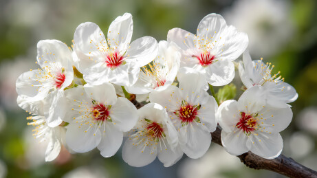 十朵白瓣黄蕊红花枝排列图