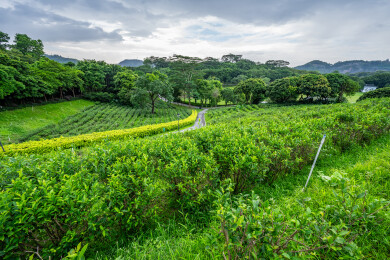 中国中山市古香林公园茶园