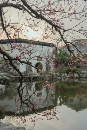 江苏省苏州市 艺圃宫粉梅