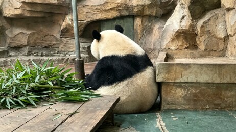 木台上背对镜头而坐的圆润大熊猫特写