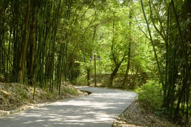 清新林间自然绿意风景组图