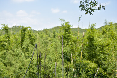 清新林间自然绿意风景组图