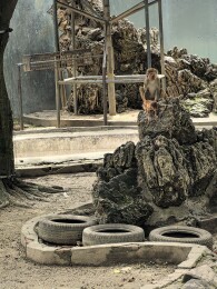 动物园假山顶部站立猕猴生态环境特写 