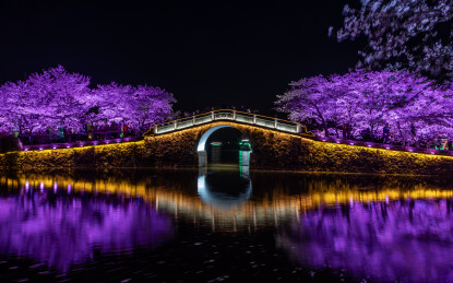 无锡鼋头渚长春桥樱花夜景