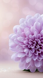 紫菊露珠