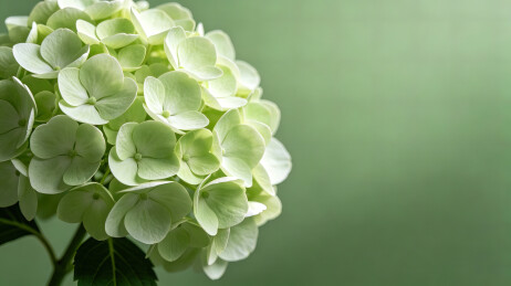 纯色背景清新浅绿色绣球花特写静物