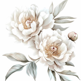 白色牡丹花束插画