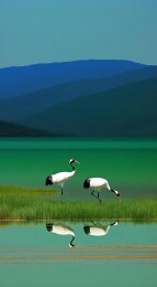 两只丹顶鹤在湖边觅食，背景是连绵的山脉和清澈的水面