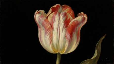 郁金香花卉绘画