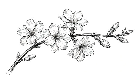 迎春花枝花卉黑白精致钢笔风格线稿
