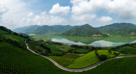 浙江宁波鄞州金鹅湖茶山茶园风光
