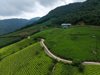 浙江宁波鄞州金鹅湖茶山茶园风光