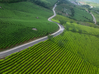 浙江宁波鄞州金鹅湖茶山茶园风光