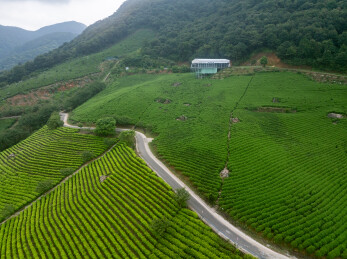 浙江宁波鄞州金鹅湖茶山茶园风光