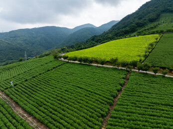 浙江宁波鄞州金鹅湖茶山茶园风光