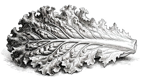 黑白钢笔画羽衣甘蓝蔬菜素描插画