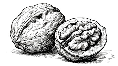 核桃黑白素描手绘坚果静物画