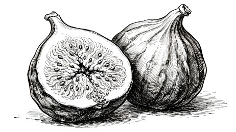 黑白素描无花果果实手绘插画素材
