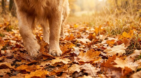 金毛犬爪子踩在秋天落叶上