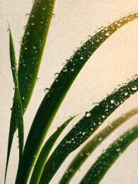 秋露草叶
