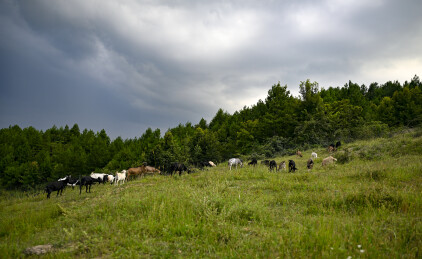 山隅铺碧野 畜旺助民丰